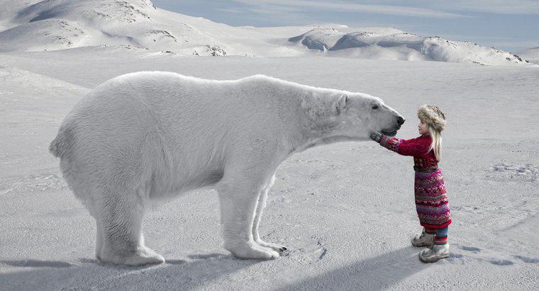 Was sind einige interessante Fakten über die Arktis für Kinder?