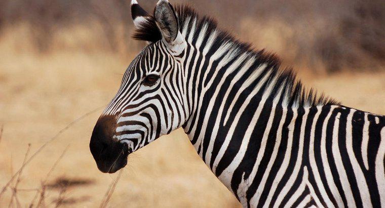 Wie viele Arten von Zebras gibt es?