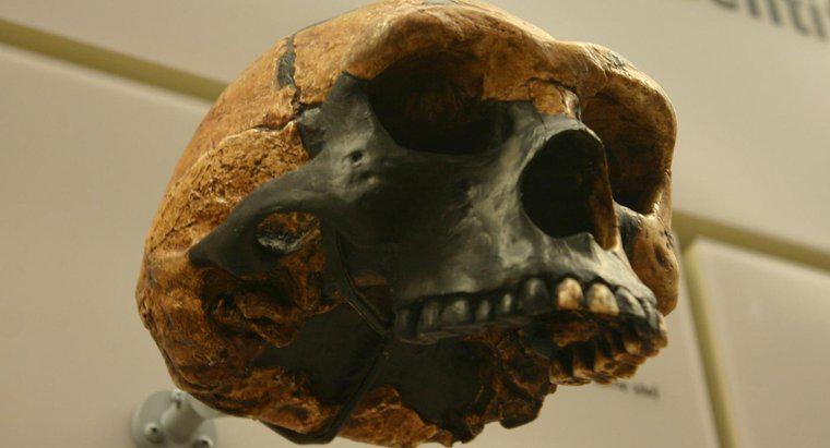 Was sind die Hauptunterschiede zwischen Homo Erectus und Australopithecus?