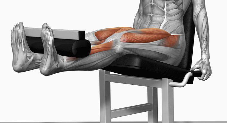 Welche Muskeln werden bei Beinstrecken verwendet?
