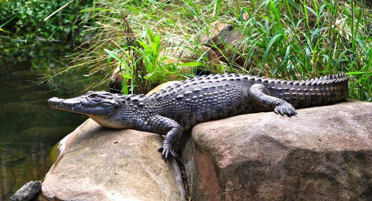 Wie lange leben Krokodile?