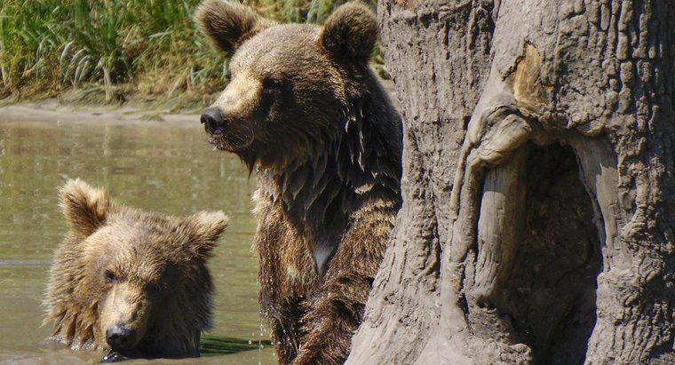 Wie vermehren sich Bären?