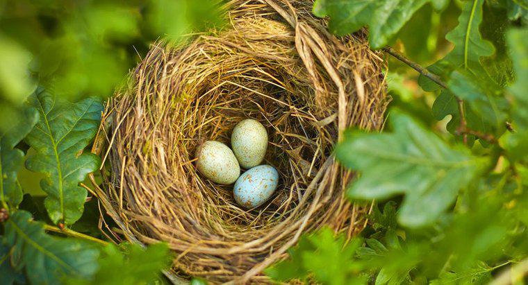 Welcher Vogel legt das kleinste Ei?