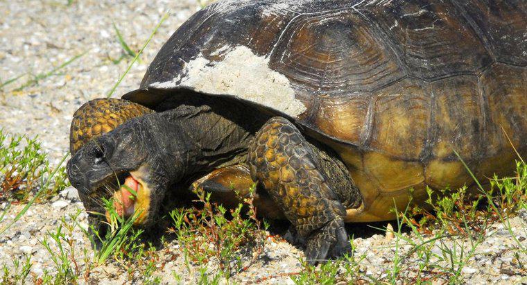 Wie lange kann eine Schildkröte ohne Nahrung leben?