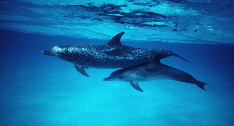 Wie heißen Babydelfine?