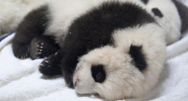 Wie viel wiegt ein neugeborener Panda?