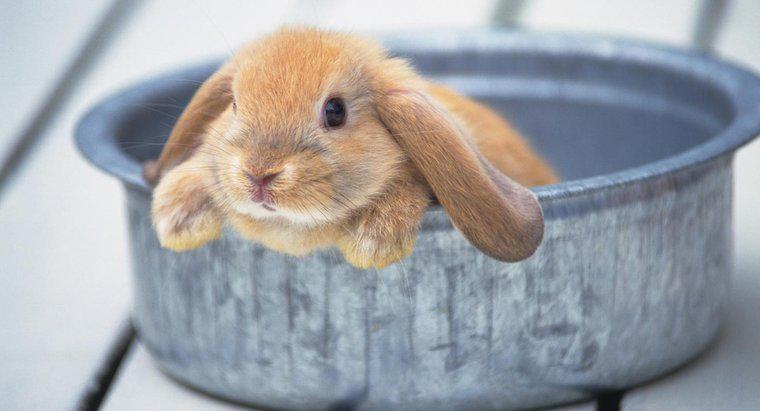 Darf man ein Kaninchen baden?