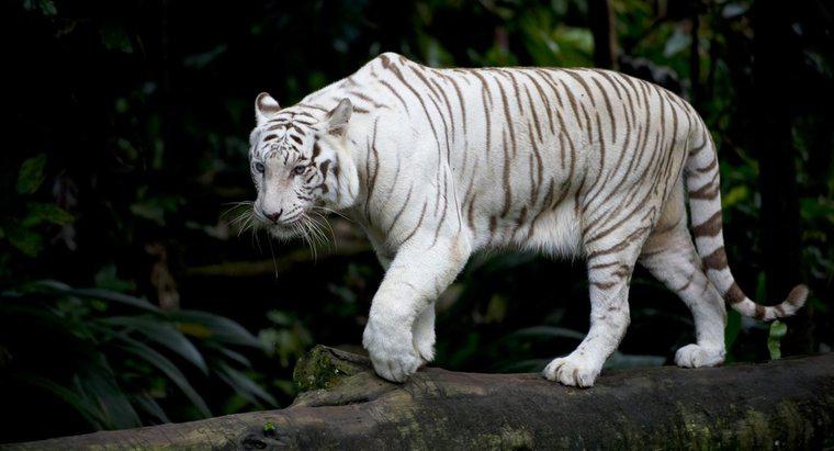 Was sind einige Fakten über weiße Tiger?