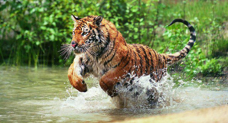 Was sind einige grundlegende Fakten über Tiger?