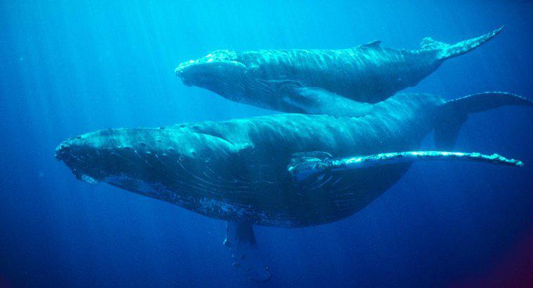 Wie lange kann ein Wal den Atem anhalten?