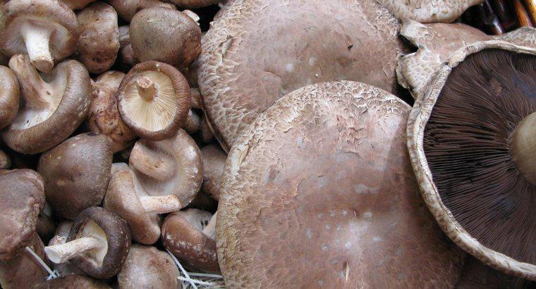 Können Sie Portobello-Pilze roh essen?
