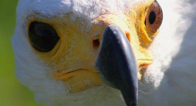 Warum haben verschiedene Vögel unterschiedlich geformte Schnäbel?