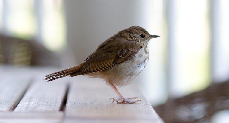 Was bedeutet es, wenn ein Vogel in Ihr Haus fliegt?