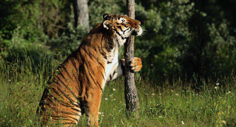 Können Tiger auf Bäume klettern?