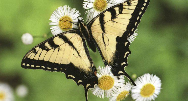 Was ist die Lebensdauer eines Schmetterlings?