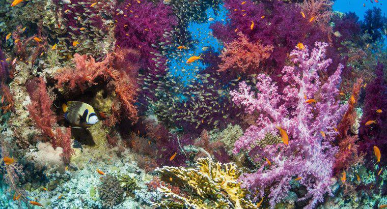Was sind einige biotische Faktoren eines Korallenriffs?