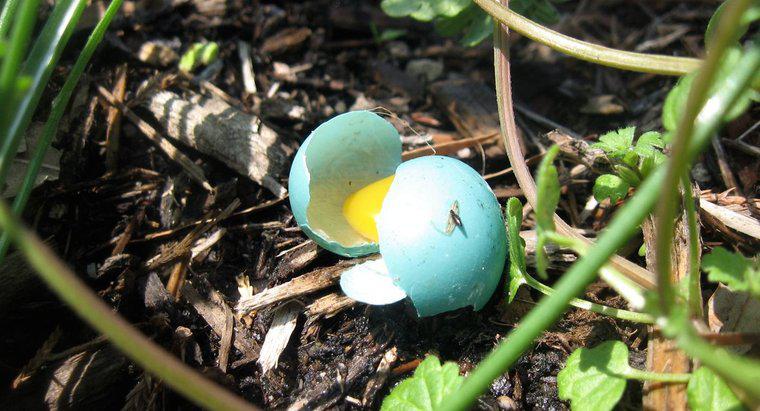 Welche Farbe haben Blue Jay Eggs?