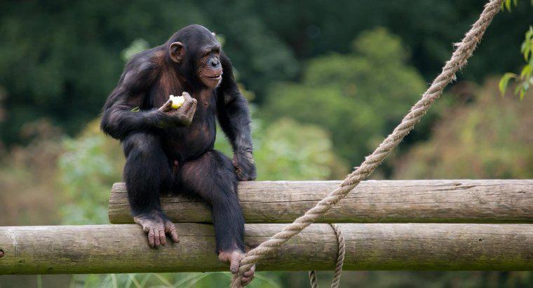 Was essen Affen im Dschungel?