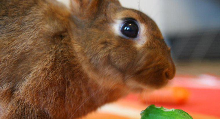 Dürfen Kaninchen Gurken essen?