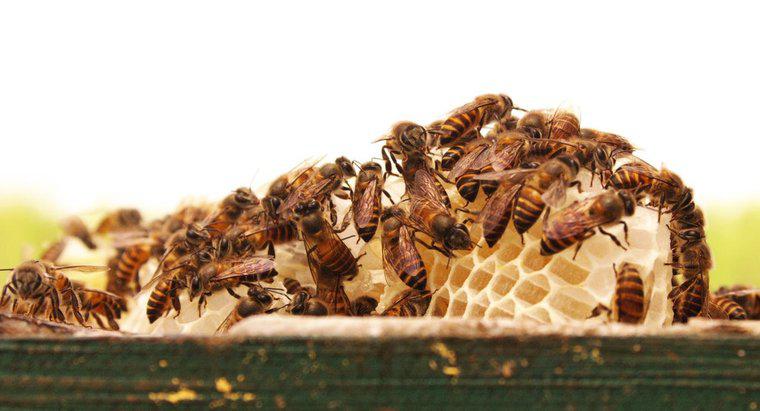 Wie nennt man eine Bienengruppe?