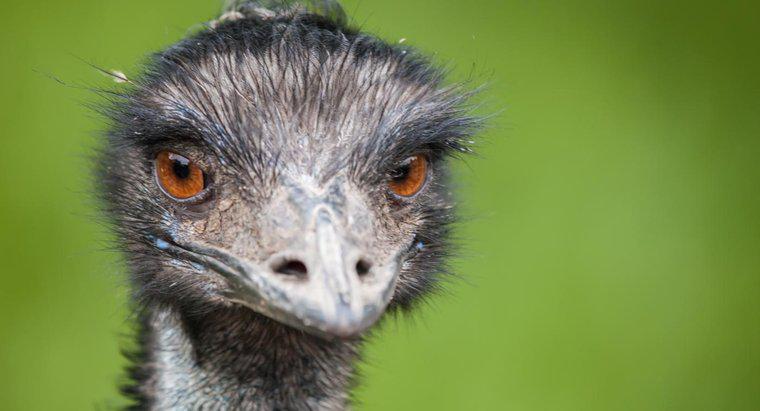 Wie entkommen Emus ihren Raubtieren?