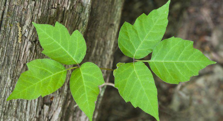 Wie ansteckend ist ein Poison Ivy Hautausschlag?