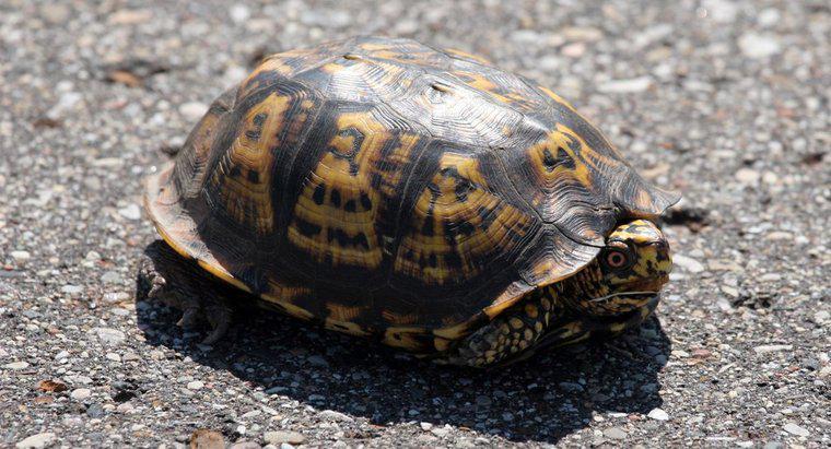 Wie passen sich Schildkröten an ihre Umgebung an?