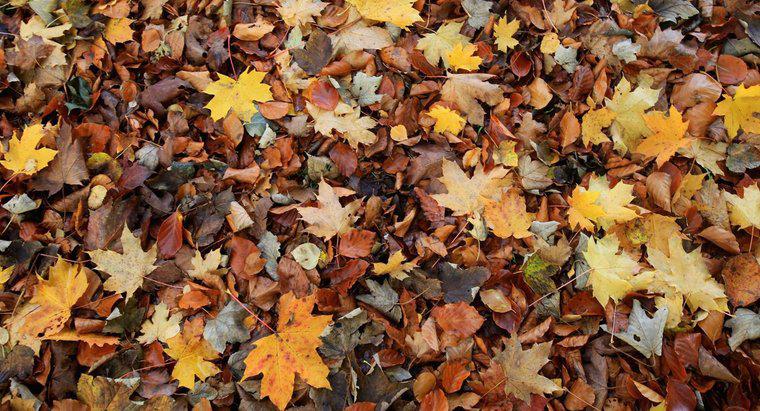 Warum fallen im Herbst Blätter von Bäumen?