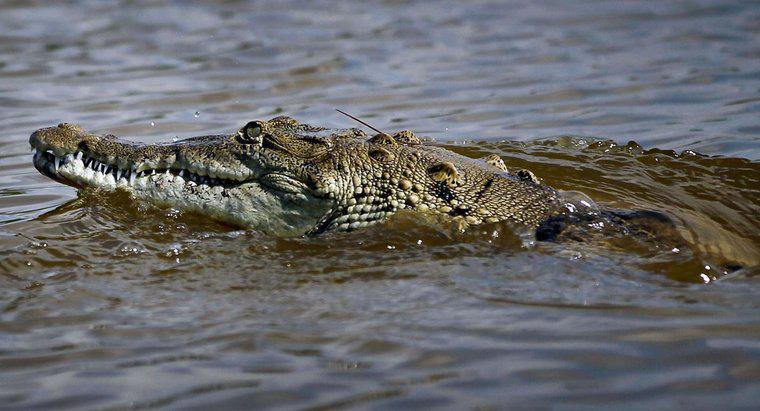 Was ist die Nische eines Krokodils?
