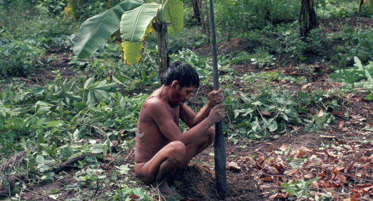 Was essen die Yanomami-Leute?