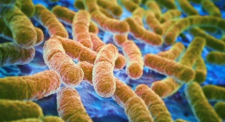 Wie behandelt man eine E. coli-Harnwegsinfektion?