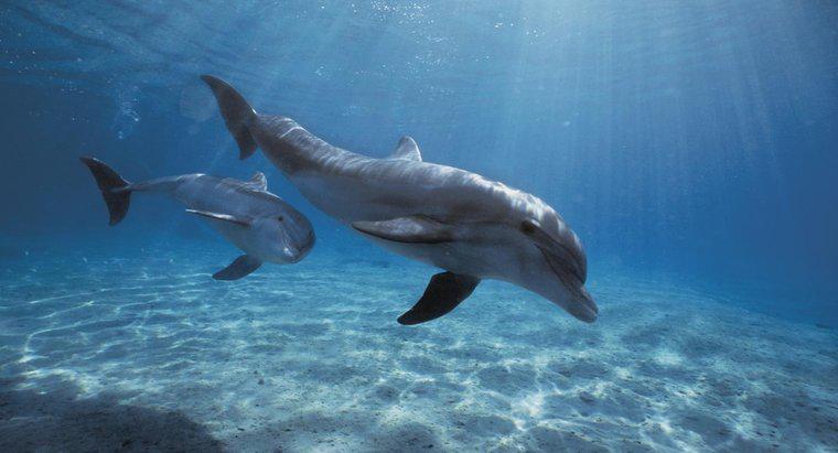 Was sind die Raubtiere von Delfinen?