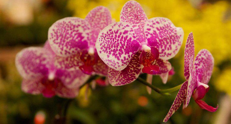 Sind Orchideen giftig für Katzen?