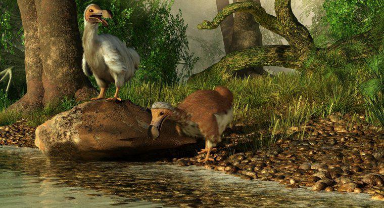 Wann ist der Dodo ausgestorben?