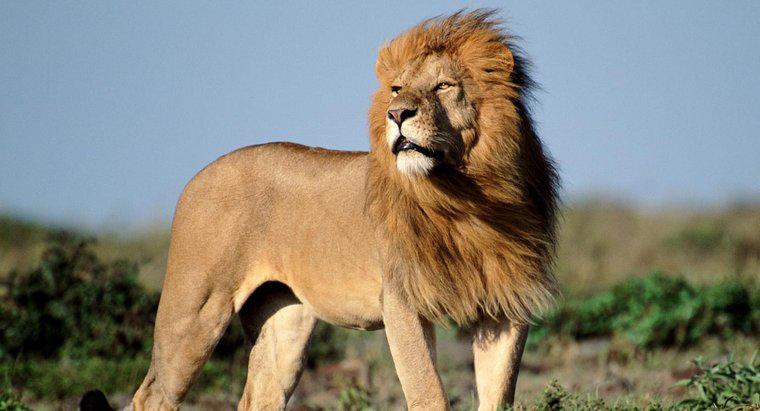 Wie viele afrikanische Löwen gibt es in freier Wildbahn?