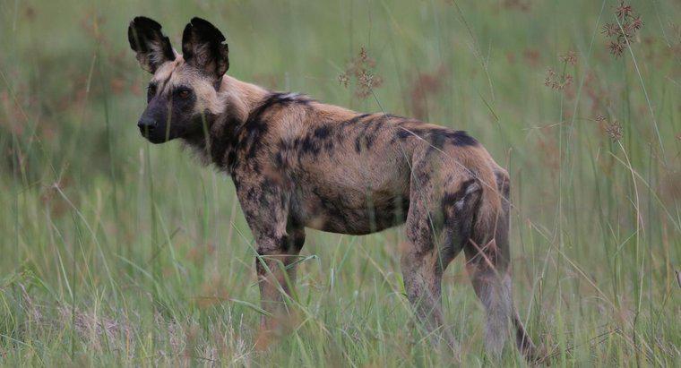 Ist ein afrikanischer Wildhund ein geeignetes Haustier für den Haushalt?