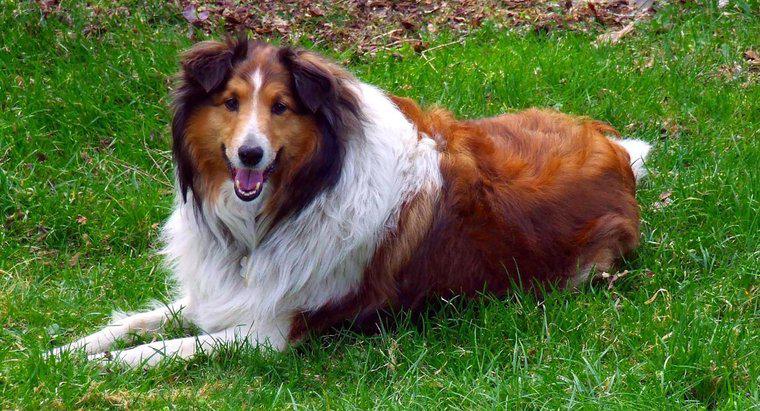 Welche Hunderasse war Lassie?