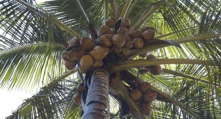 Wo wachsen Kokosnüsse?