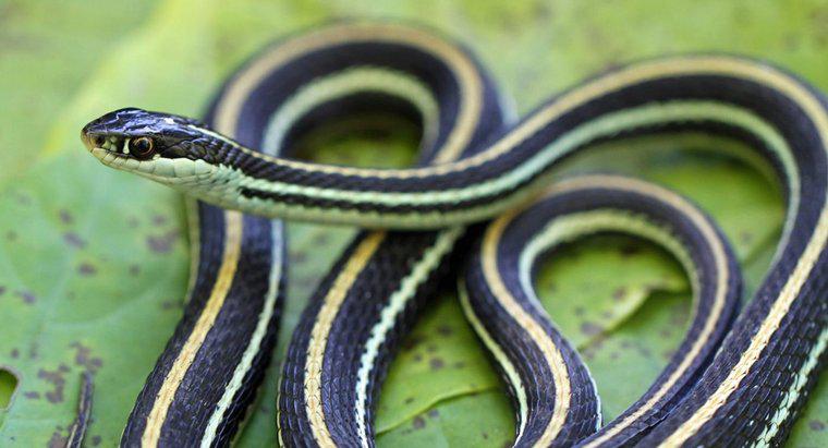 Wie passen sich Schlangen an ihre Umgebung an?