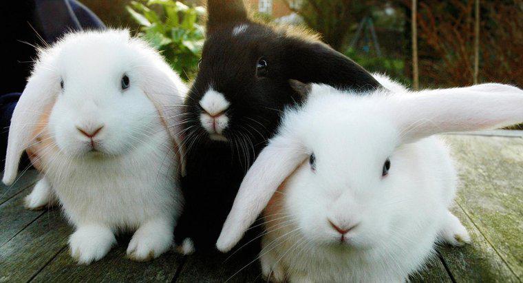 Wie erkennt man, ob ein Kaninchen ein Männchen oder Weibchen ist?