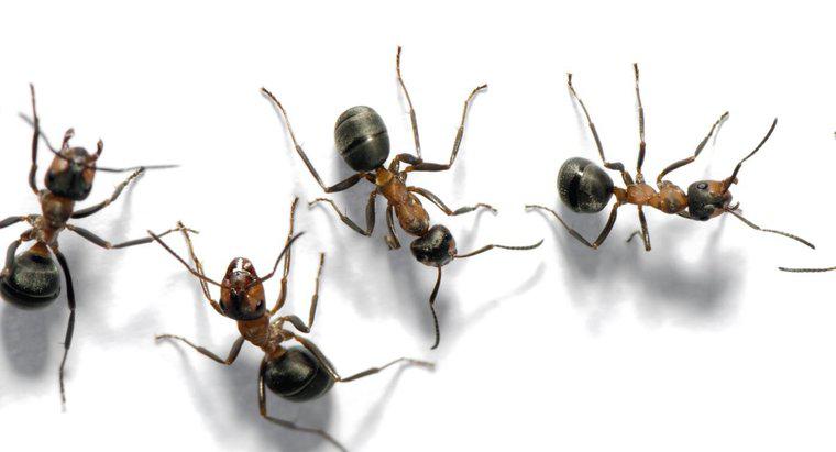 Wie nennt man eine Ameisengruppe?