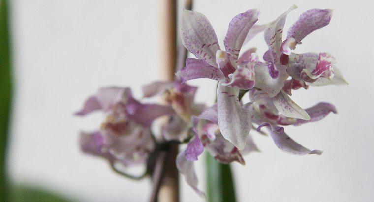 Wie lange dauert es, bis eine Orchidee aus einem Samen wächst?