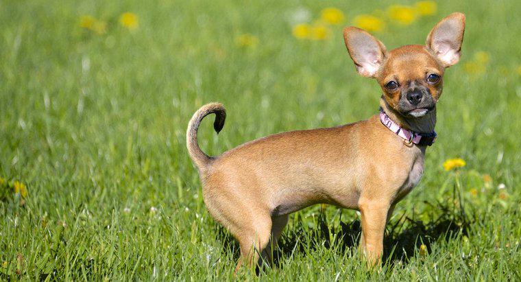 Was ist das normale Verhalten eines Chihuahua?
