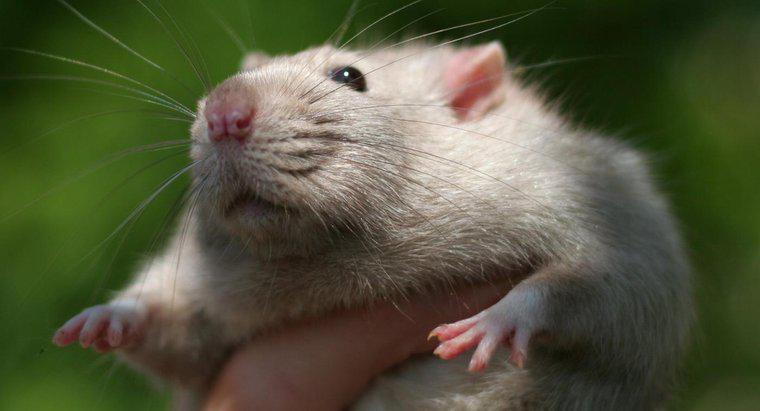 Wie schlau sind Ratten?