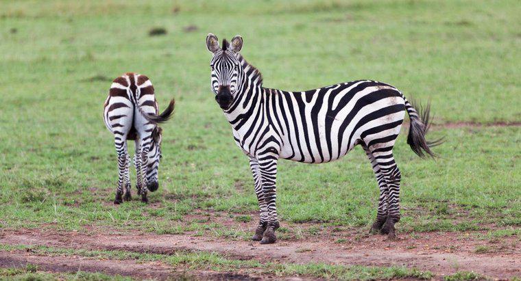 Was ist die Tragzeit eines Zebras?