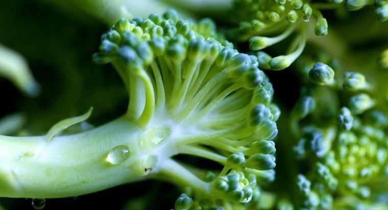 Woher wissen Sie, ob Brokkoli schlecht geworden ist?
