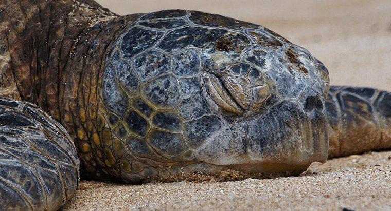 Woran erkennt man, wie alt eine Schildkröte ist?
