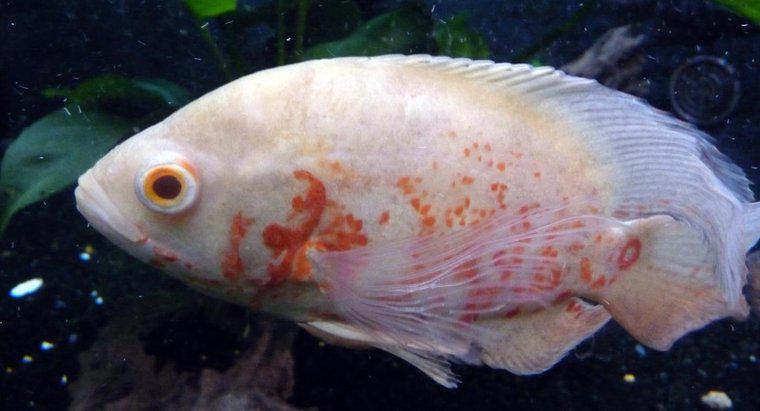 Wie groß wird ein Albino-Oscar-Fisch?