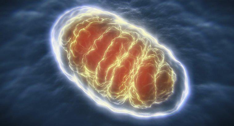 Wer hat Mitochondrien entdeckt?