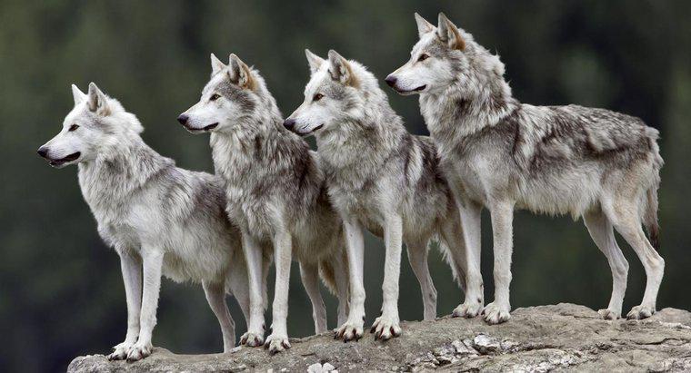 Wie nennt man eine Gruppe von Wölfen?